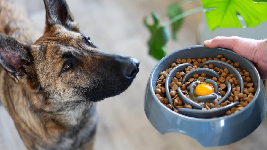 Interactive Dog Slow Feeder, 3 Cup Capacity