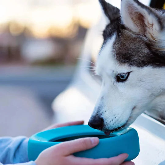 Silicone Non-Spill Travel Dog Bowl-grey