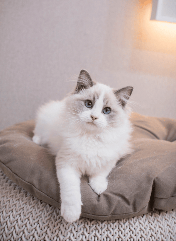 How to Keep Your Indoor Cat Entertained