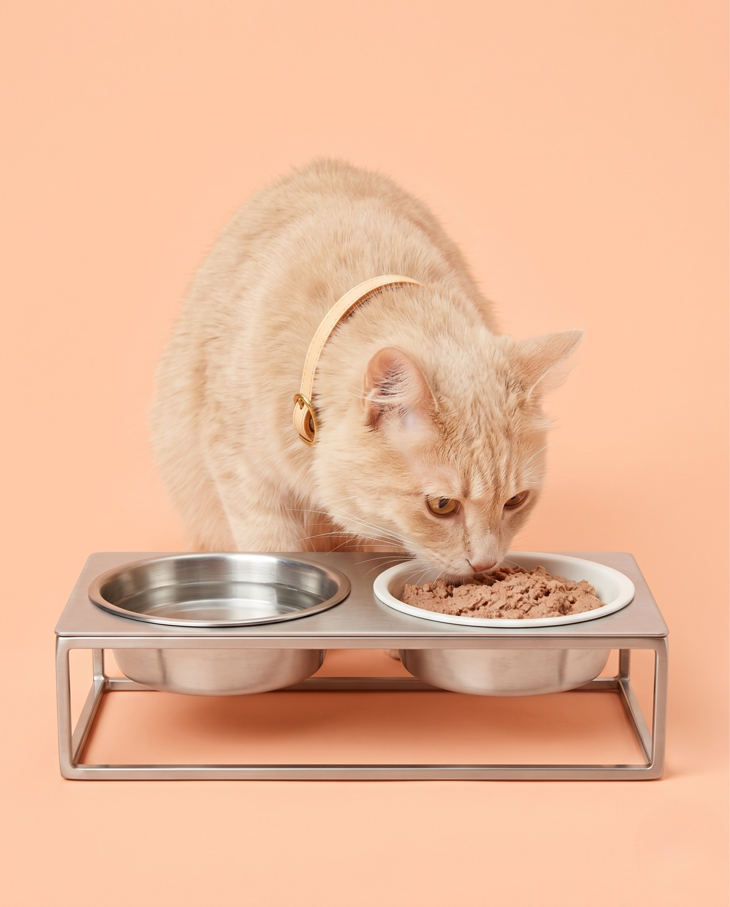 Cat Eat