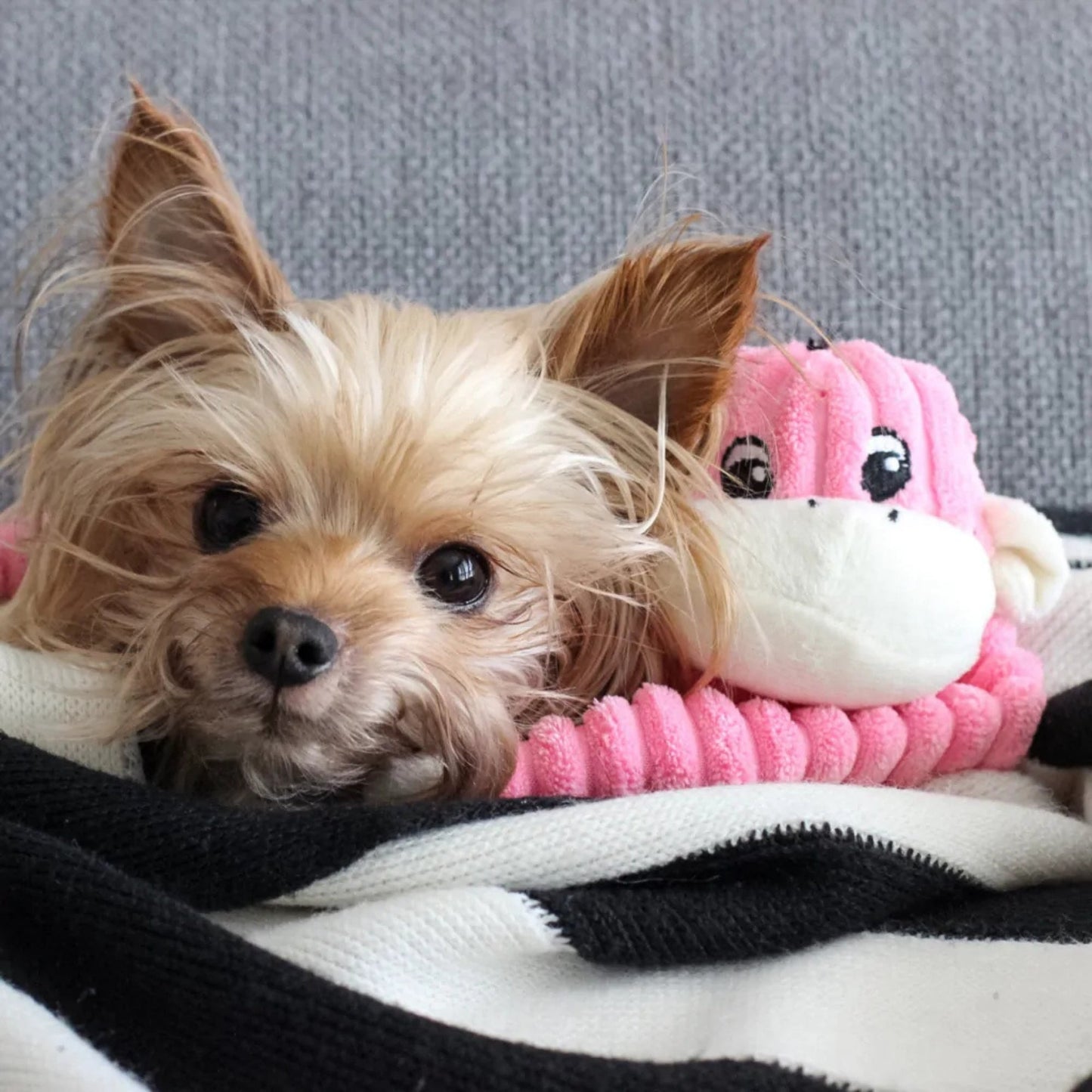 Spencer the Crinkle Monkey – Small Pink