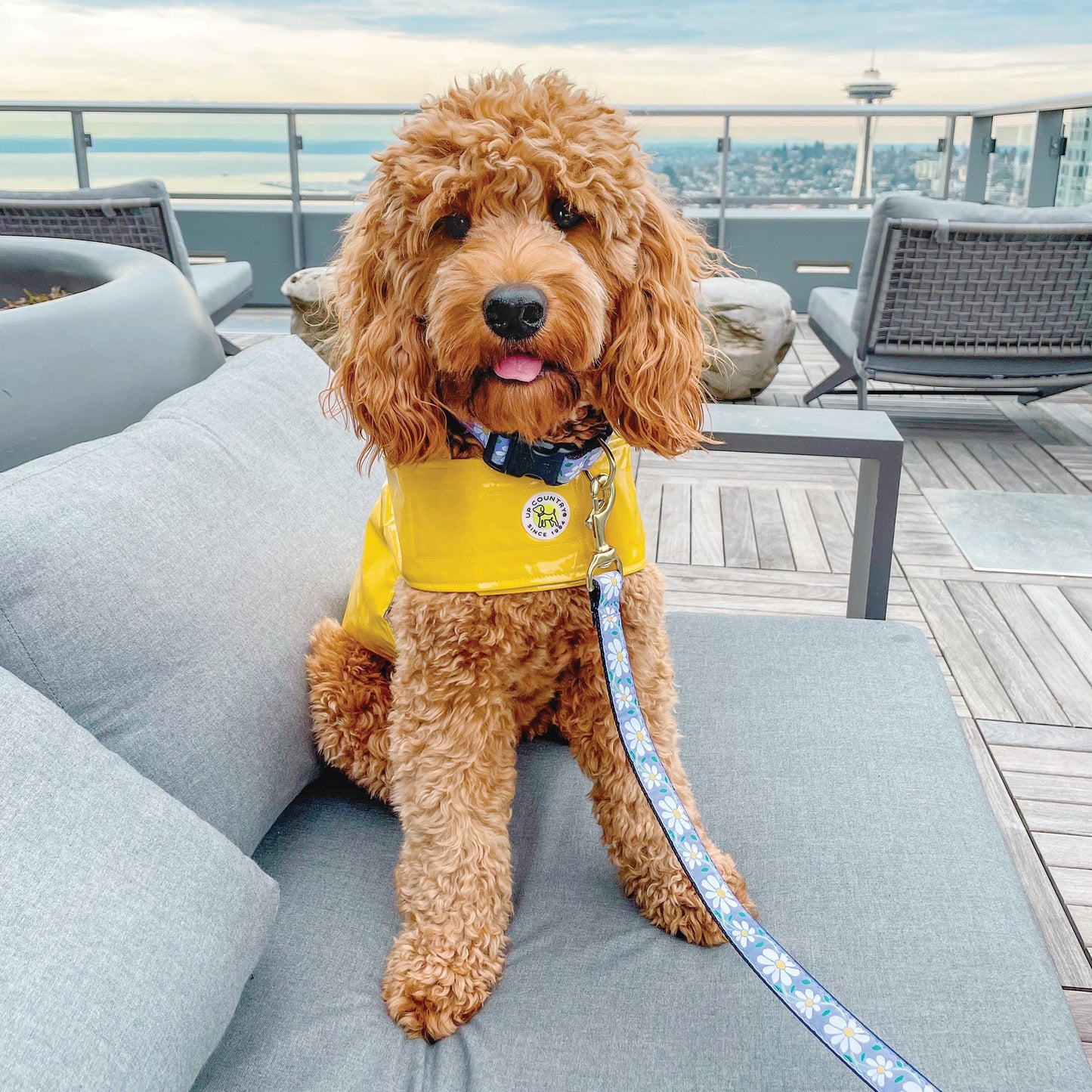 Daisy Dog Collar and Lead lifestyle