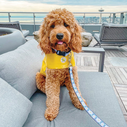 Daisy Dog Collar and Lead lifestyle