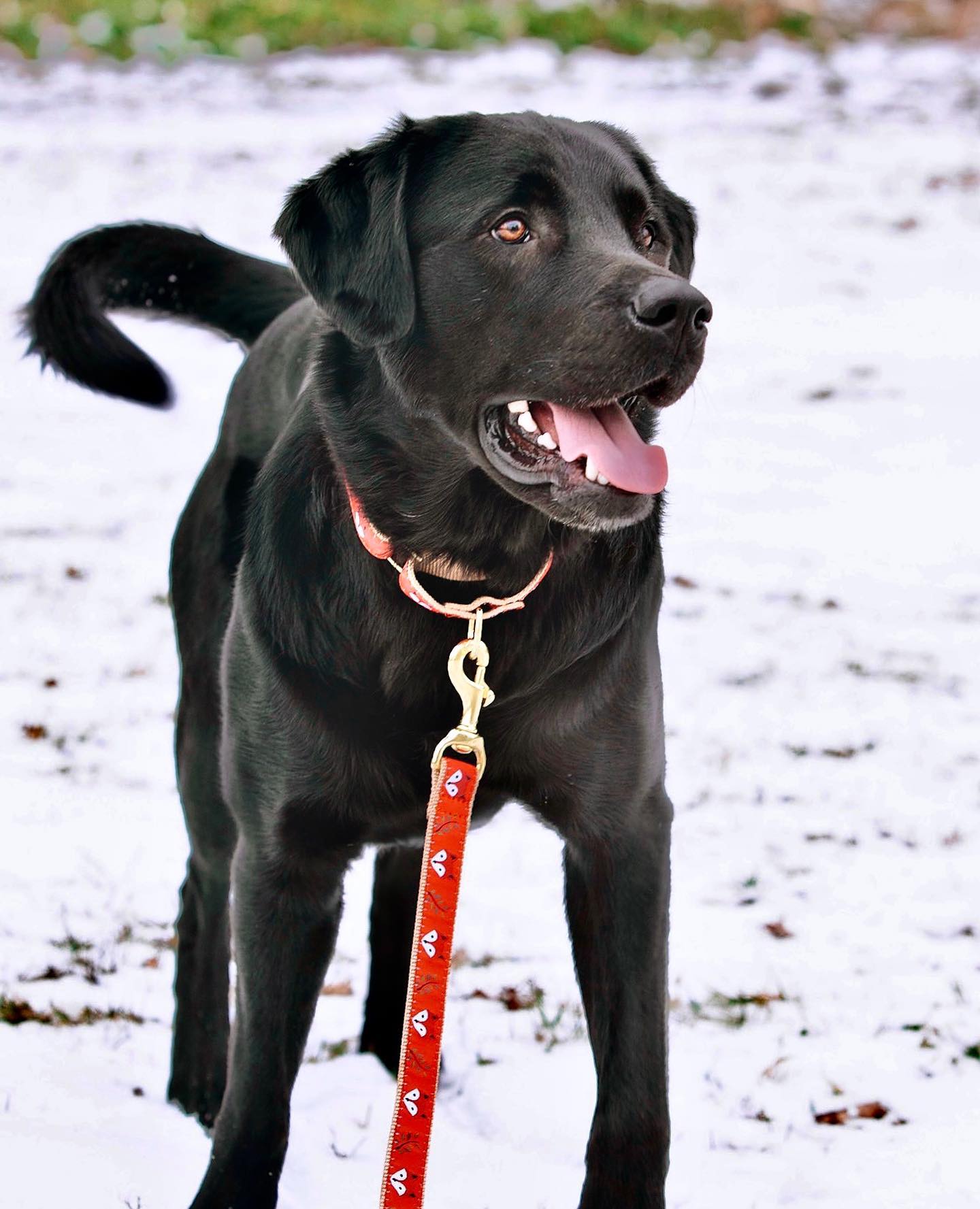 Foxy Martingale Collar and Lead lifestyle