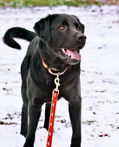 Foxy Martingale Collar and Lead lifestyle