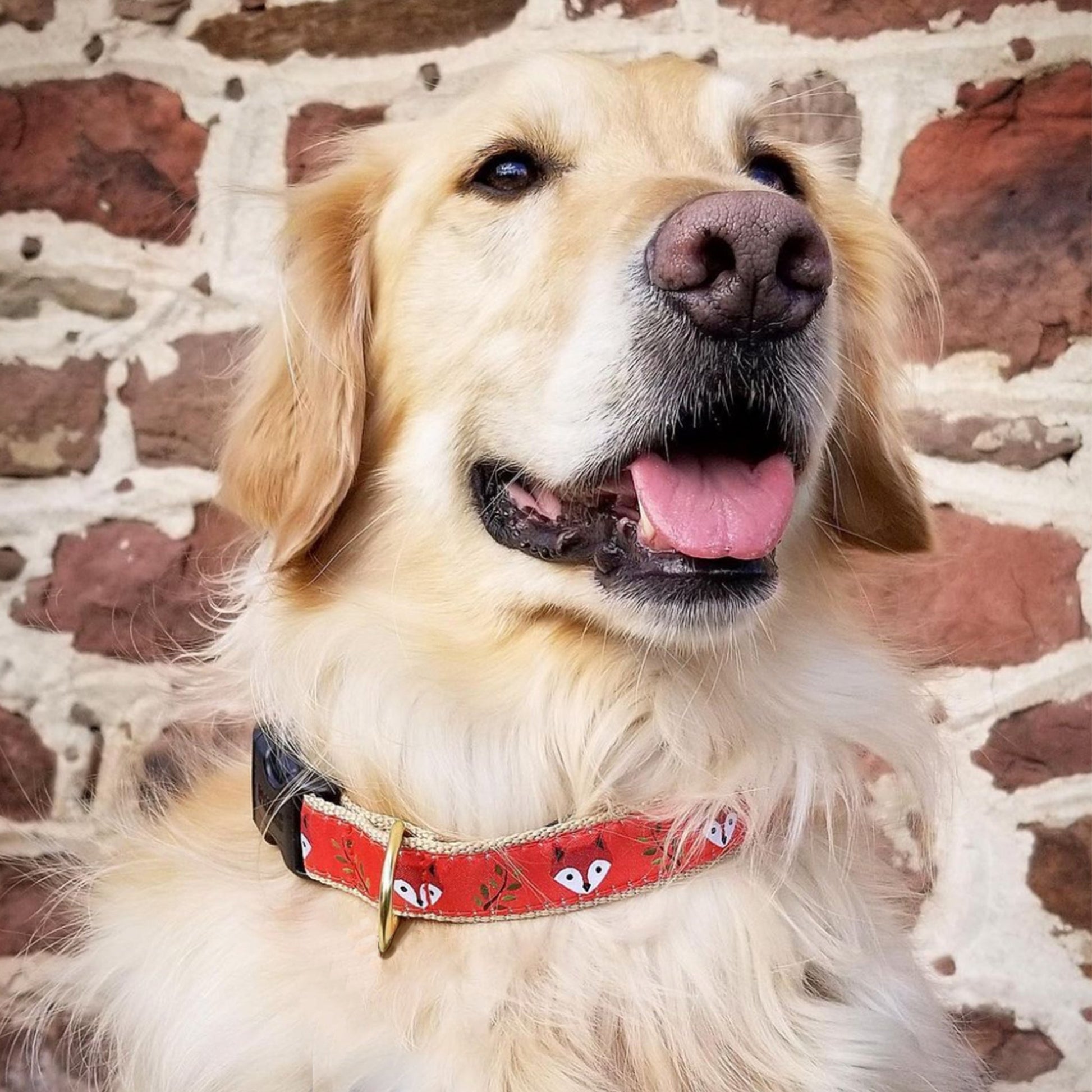 Foxy Dog Collar lifestyle