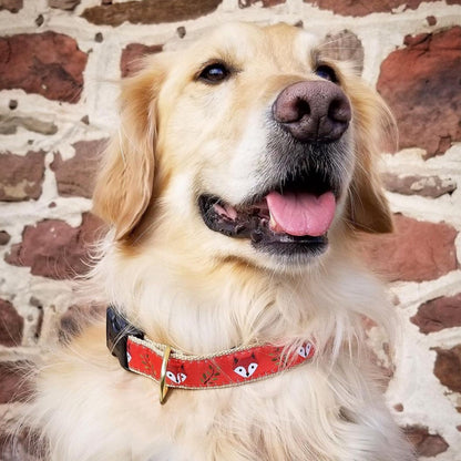 Foxy Dog Collar lifestyle