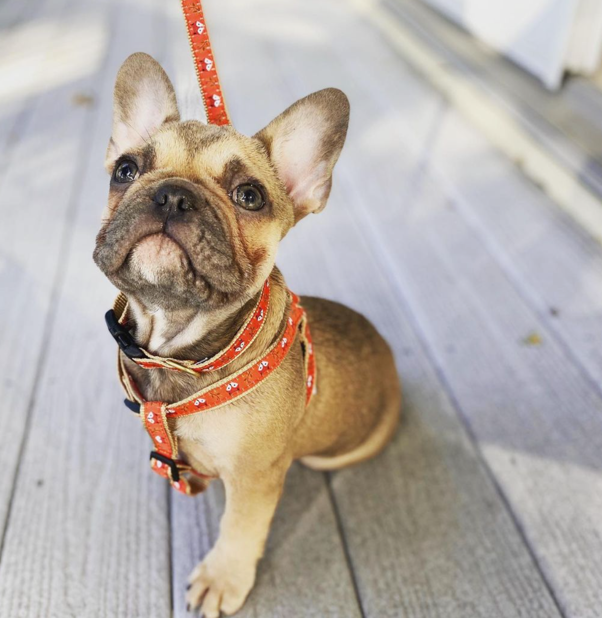 Foxy Dog Collar Lead and Harness lifestyle