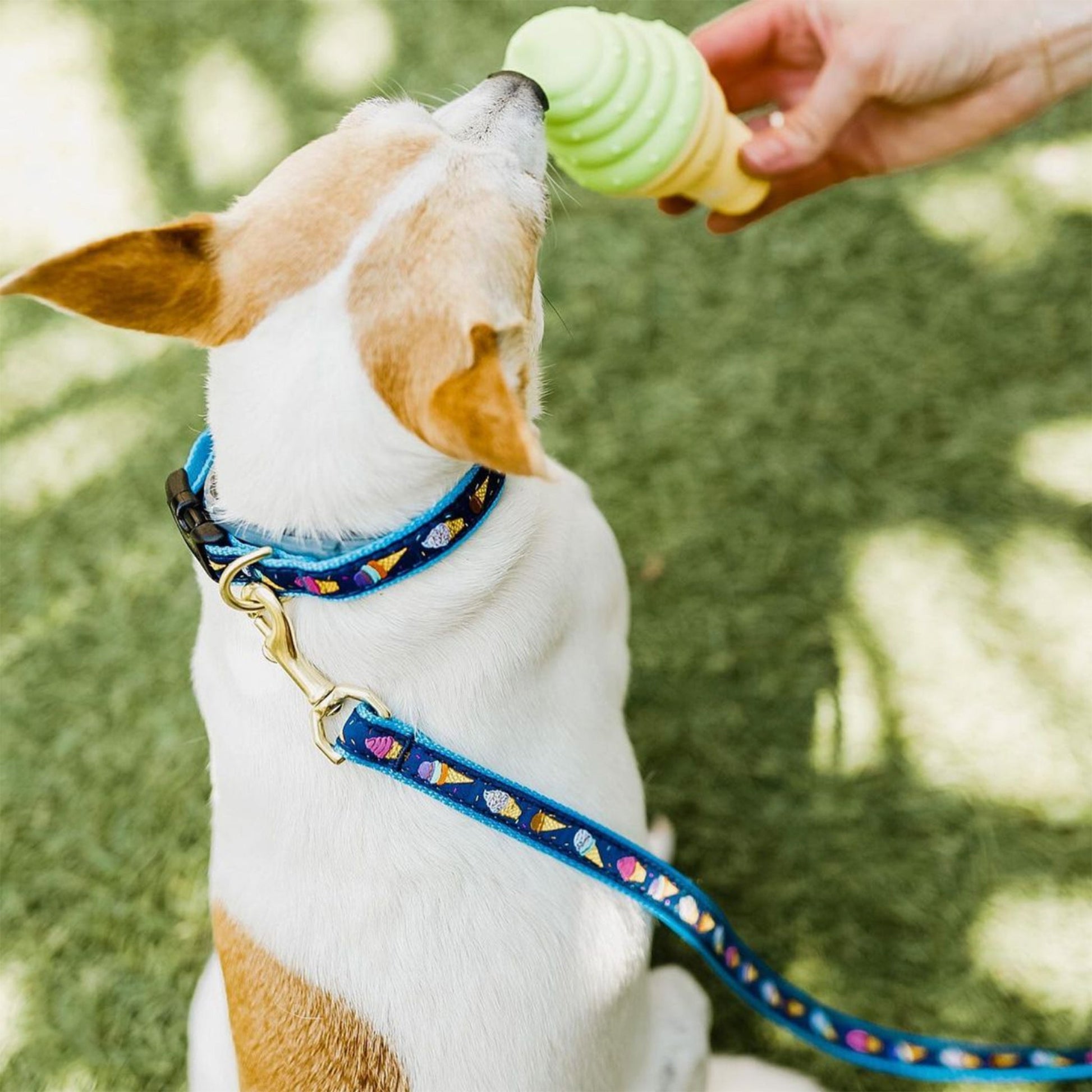 Ice Cream Dog Collar and Lead lifestyle