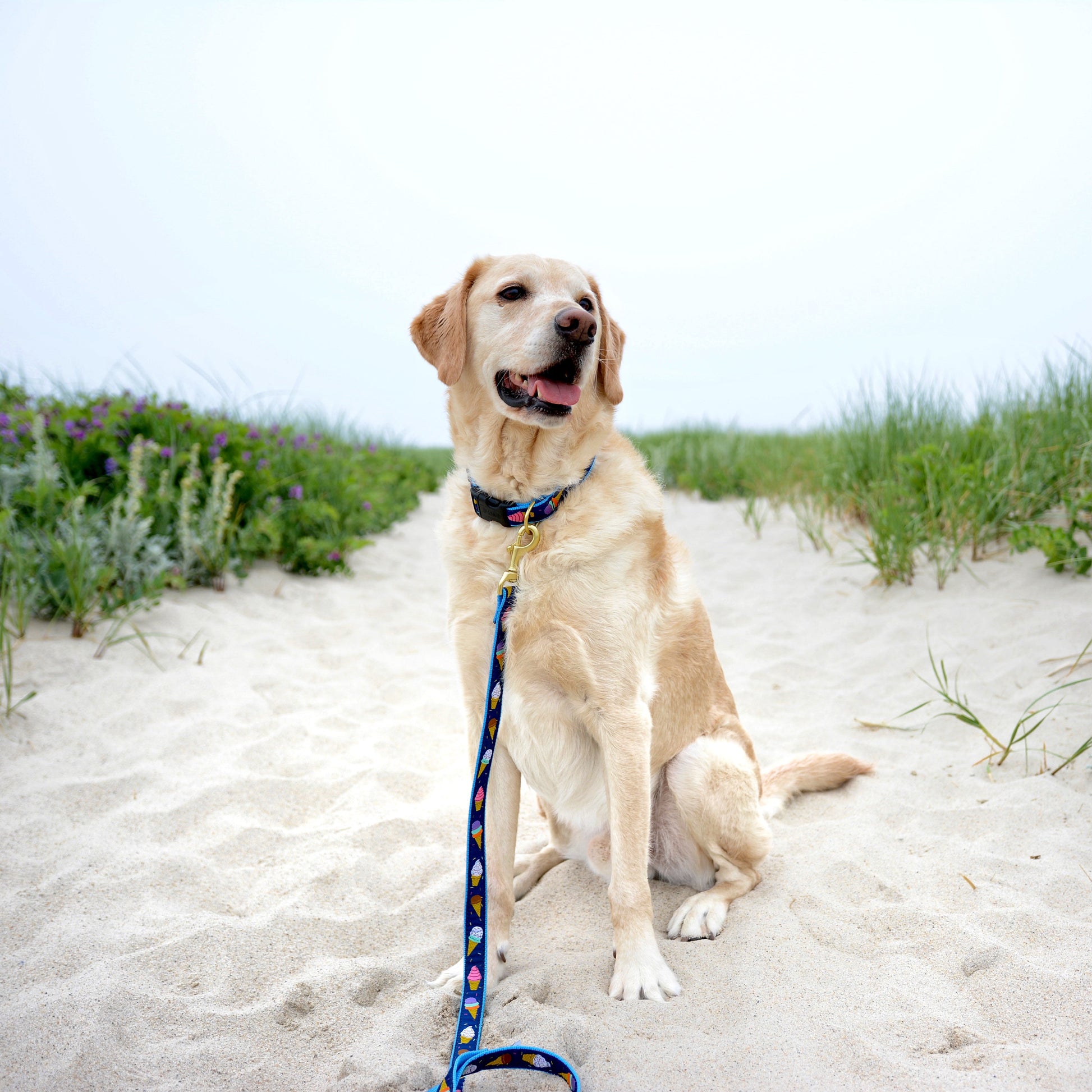 Ice Cream Dog Collar and Lead lifestyle